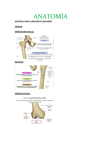 ANATOMIA-2.pdf
