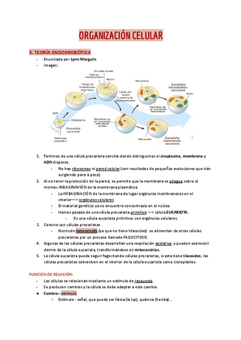 Division-celular.pdf