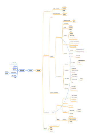 Celula-I-y-II-Morfologia-esquema-selectividad.pdf