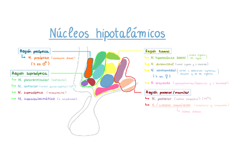 Nucleos-hipotalamicos.pdf