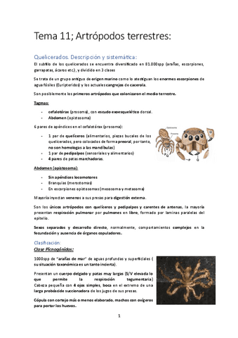 Tema-11-Artropodos-terrestres.pdf