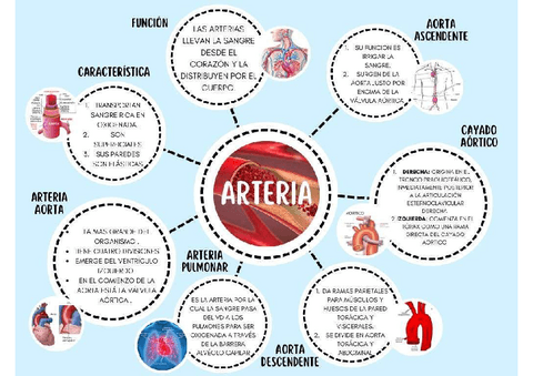 ARTERIA.pdf