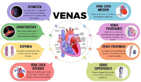 VENAS.pdf