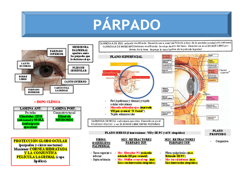 T.1-PARPADO.pdf