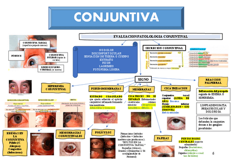 T2.-CONJUNTIVA-2.pdf