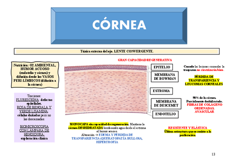 T3.-CORNEA.pdf