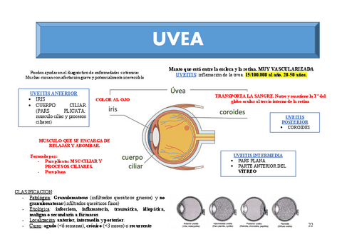 T5.-UVEA.pdf