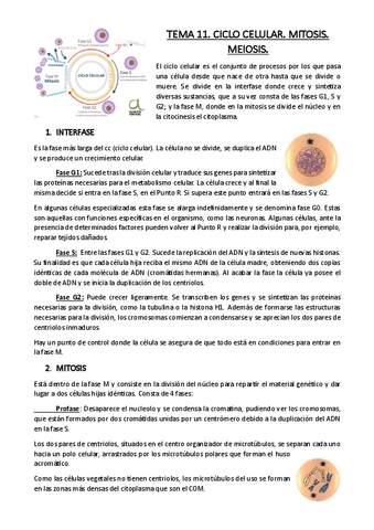 Resumen 11 - CICLO CELULAR.pdf