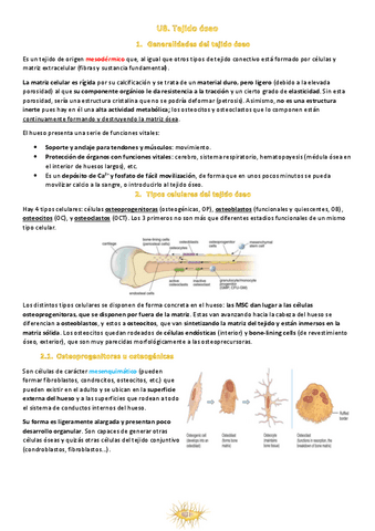 U8.-Tejido-oseo.pdf