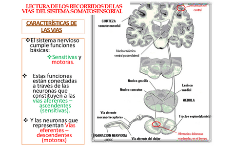 RESUMEN-DE-LOS-RECORRIDOS-DE-LAS-VIAS-DEL-SISTEMASOMATOSENSORIAL.pdf