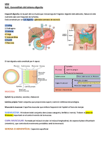 Resumen-Sistema-digestivo.pdf