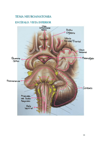 Neuroanatomia.pdf