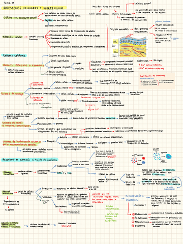 Adhesiones-celulares-y-Matriz-ccelular.pdf