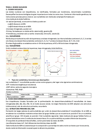 TEMA-6-ACIDOS-NUCLEICOS-resumen.pdf