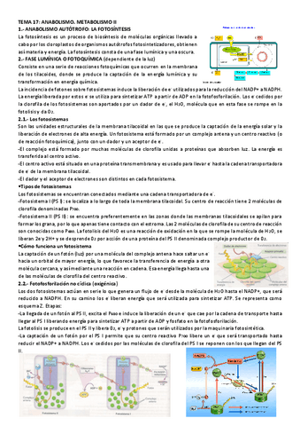 TEMA-17-ANABOLISMO.-METABOLISMO-II-resumen.pdf
