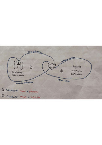 tema-11-La-nutricion-en-los-animales-esquemas.pdf