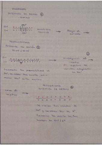 impulso-nervioso.pdf