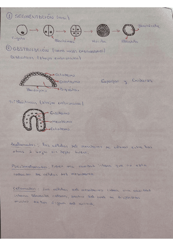 Fases-del-desarrollo-embrionario.pdf