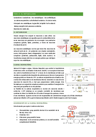 Bioquimica-Tema4.pdf