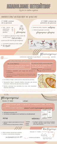 ANABOLISME-HETEROTROF-INFOGRAFIA.pdf