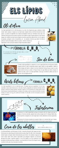 LIPIDS-INFOGRAFIA.pdf