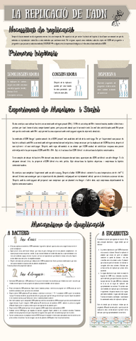 REPLICACIO-ADN.pdf