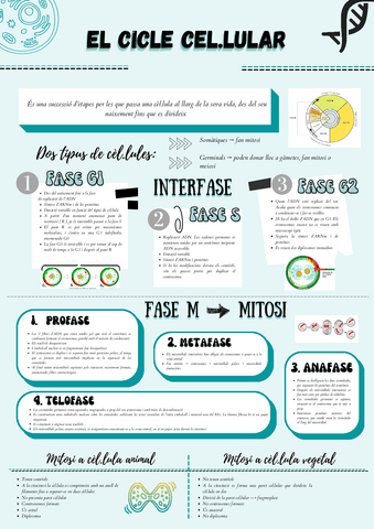 CICLE CEL·LULAR INFOGRAFIA.pdf
