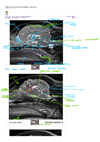 IMAGENES SECCIONES ANATOMIA II.pdf