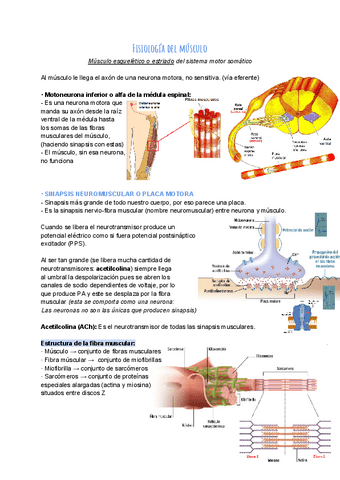 Tema-6.-Fisiologia-del-musculo.pdf