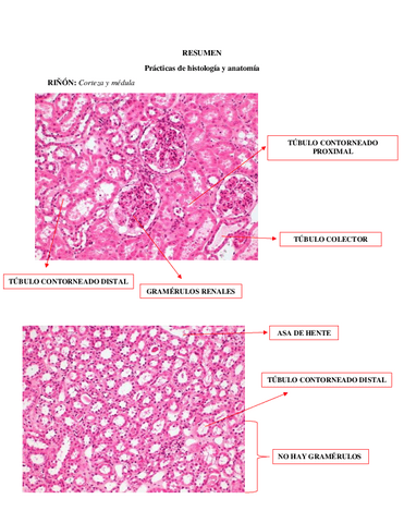 Resumen-practicas-de-histologia-y-anatomia.pdf