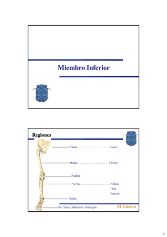 Diapositivas-Miembro-Inferior-D20.pdf