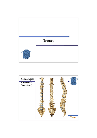 Diapositivas-Tronco-D.pdf