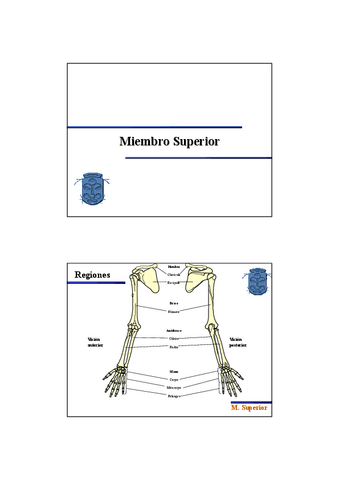 Diapositivas-MiembroSuperior-D.pdf