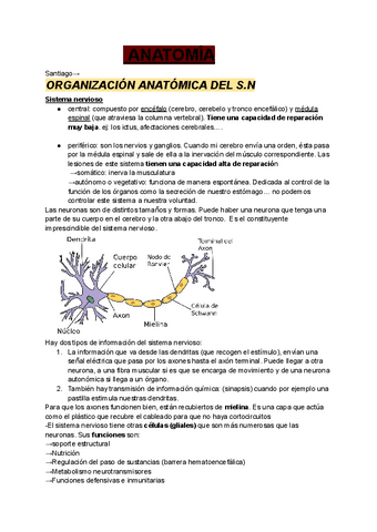 ANATOMIA.-SN.pdf