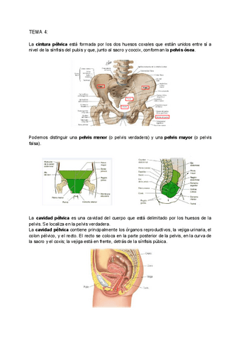 ANATOMIA-T.4-T.5-T.6-T.7-T.8-T.9-T.10.pdf