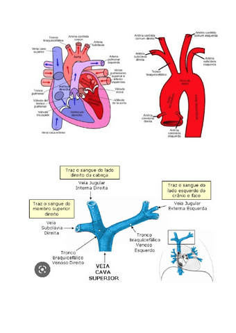 ANEXOS-1o-Parcial-Anatomia.pdf