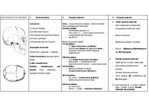GIZA-ESKELETOA.pdf