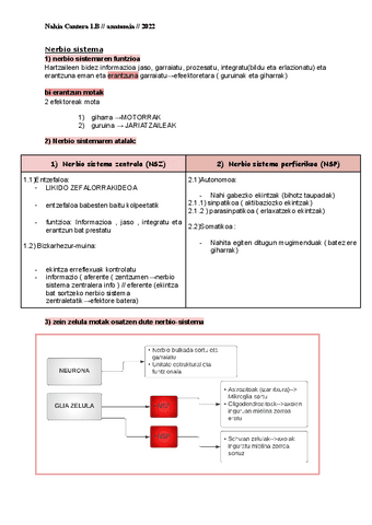 ANATO-eskemak-Nerbio-sistema.pdf