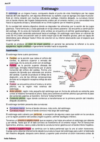 Estomago.pdf