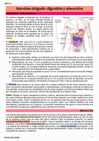 Intestino-delgado-digestion-y-absorcion.pdf