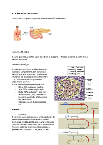 T18-El-pancreas-endocrino.pdf