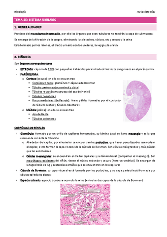 TEMA 15 - Sistema urinario.pdf
