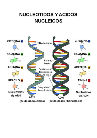 NUCLEOTIDOS-Y-ACIDOS-NUCLEICOS.pdf