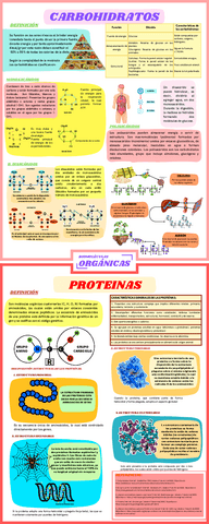 Infografia-sobre-CARBOHIDRATOS-Y-PROTEINAS-1.pdf