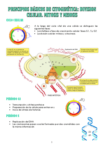 TEMA-11-PRINCIPIOS-BASICOS-DE-CITOGENETICA.pdf