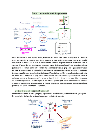 Tema-5-Metabolisme-de-les-proteines.pdf