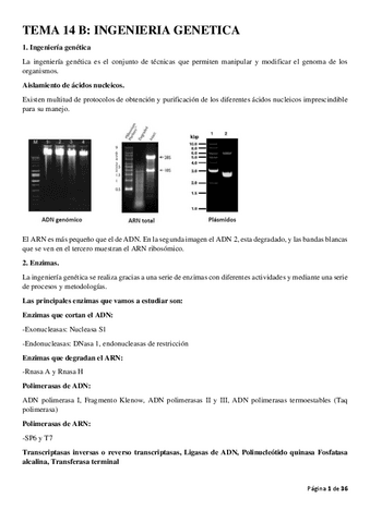 genetica-leccion-14b.pdf