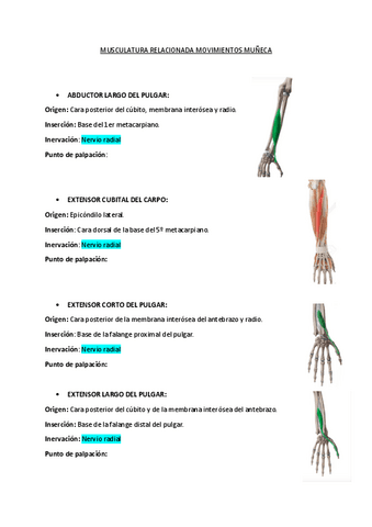MUSCULATURA-MUNECA.pdf