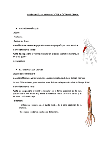 MUSCULATURA-4-ULTIMOS-DEDOS.pdf