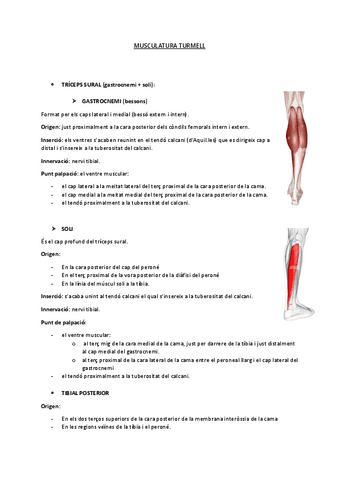 MUSCULATURA-TURMELL.pdf